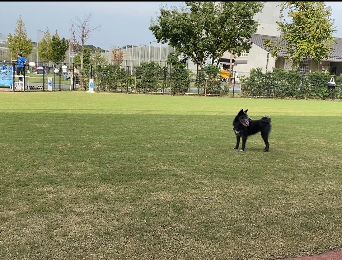 新横浜公園ドッグランは制限が厳しいからこそ居心地の良い空間 三橋裕樹公認会計士事務所