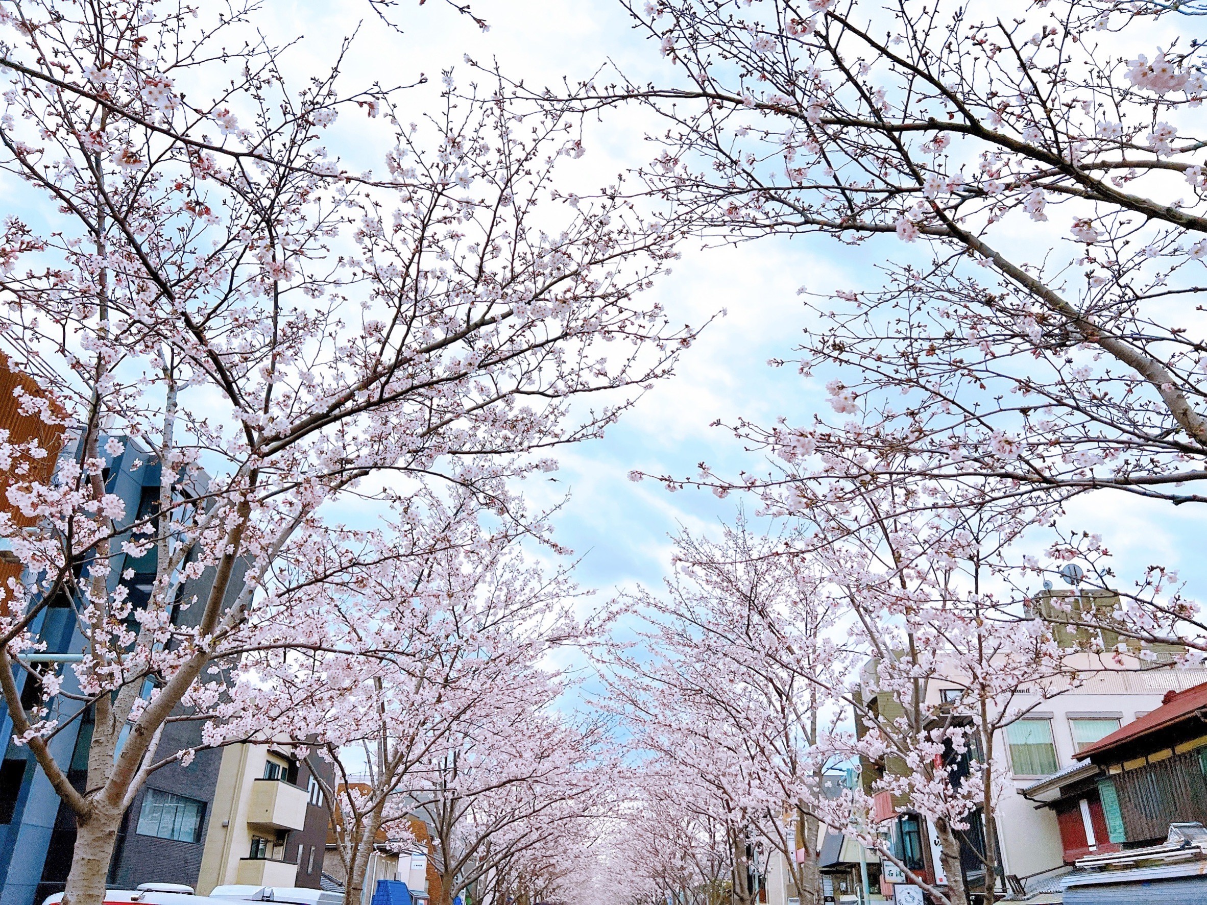 鎌倉の桜